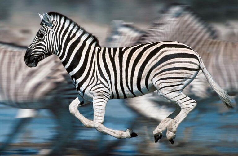 Camouflage of a Zebra